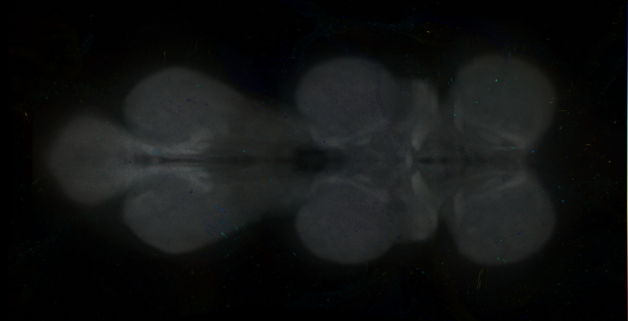 P{GMR32H09-GAL4} expression pattern