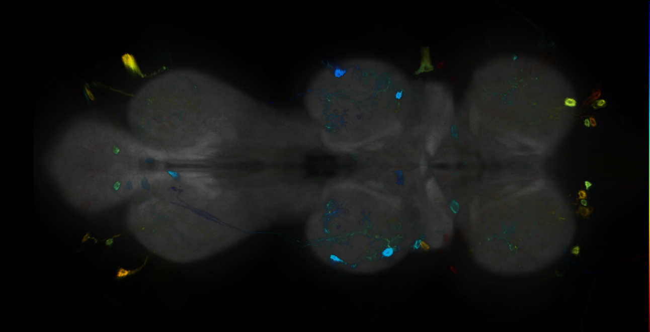 P{GMR33D06-GAL4} expression pattern