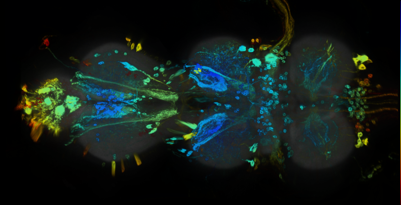 P{GMR33E02-GAL4} expression pattern