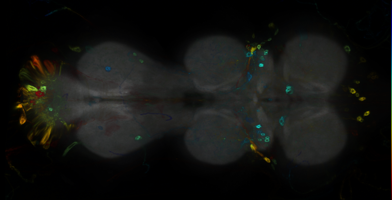 P{GMR35B12-GAL4} expression pattern