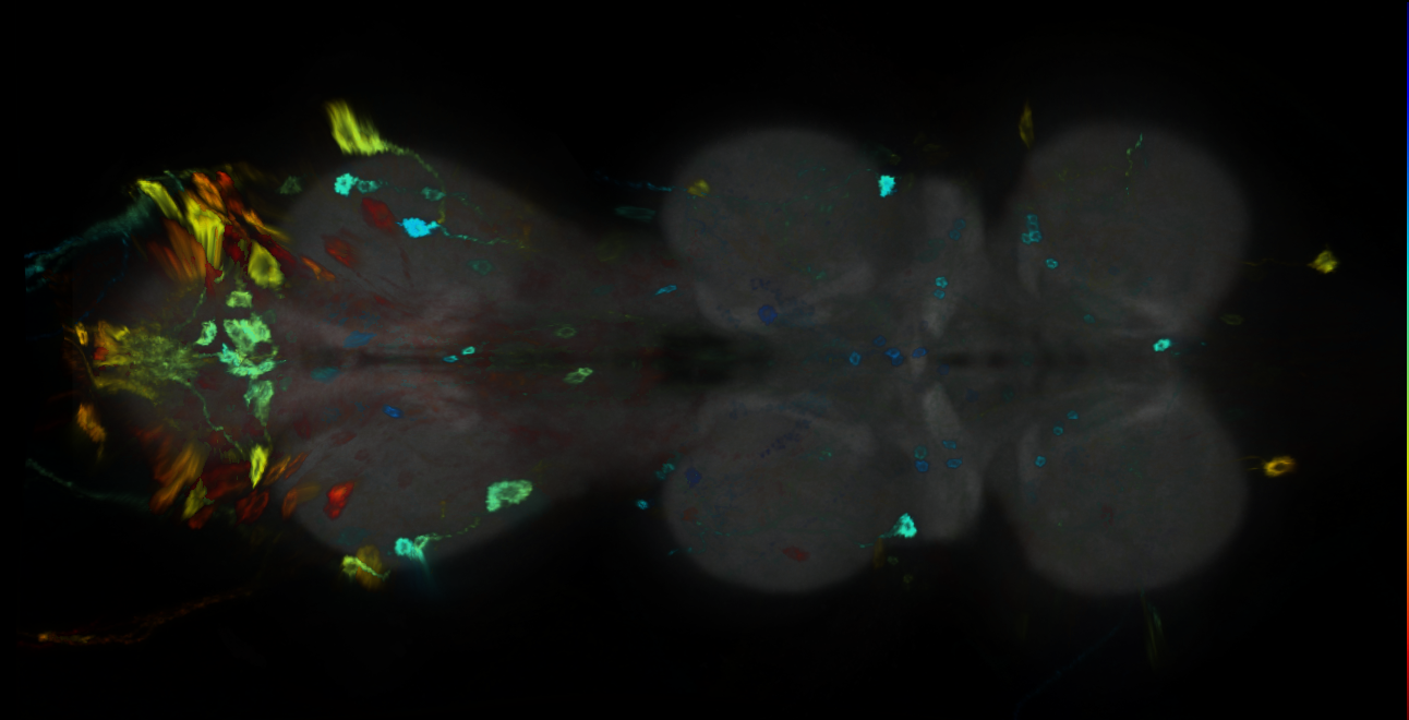 P{GMR35C09-GAL4} expression pattern