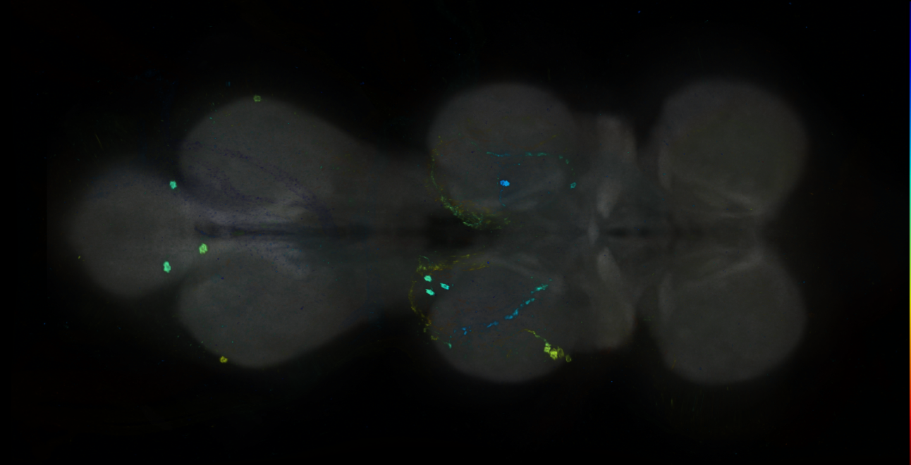 P{GMR35D07-GAL4} expression pattern