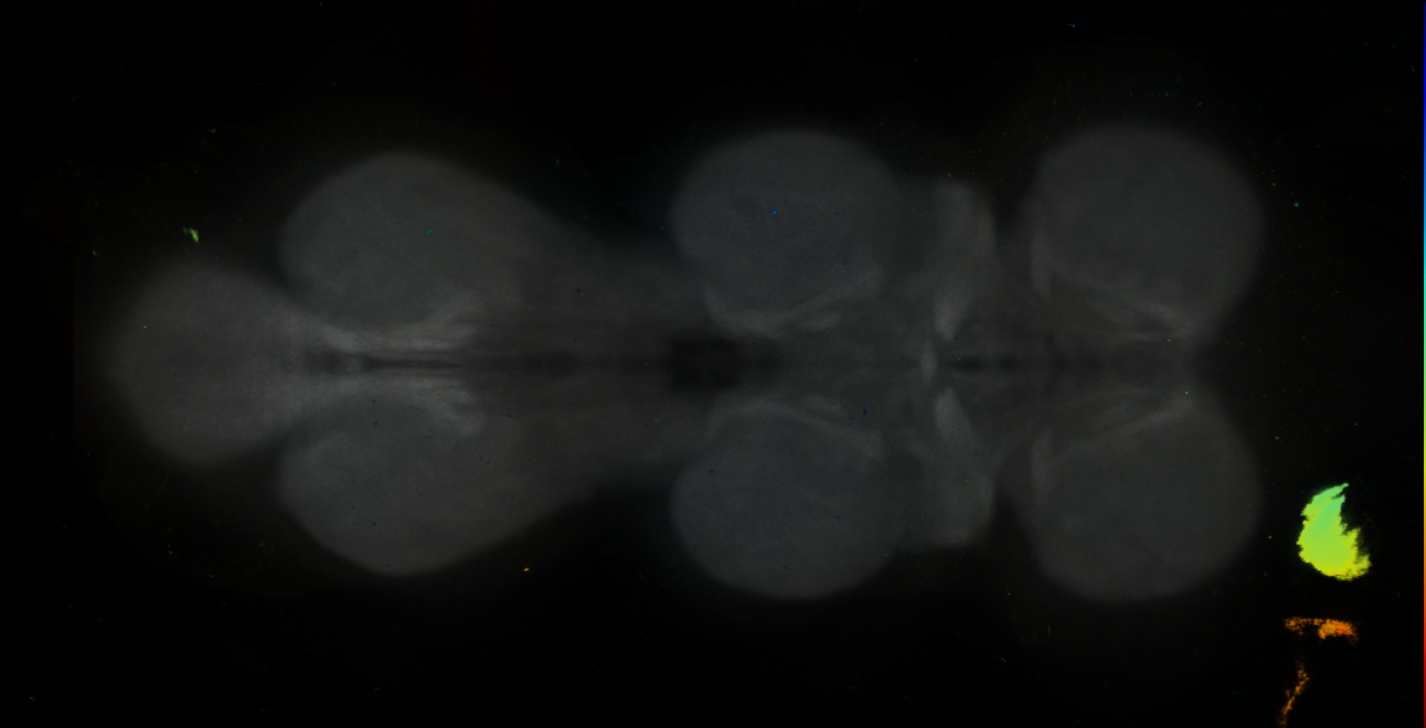 P{GMR36A07-GAL4} expression pattern