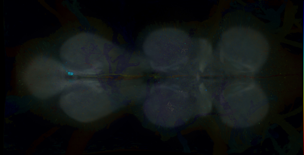 P{GMR36F06-GAL4} expression pattern