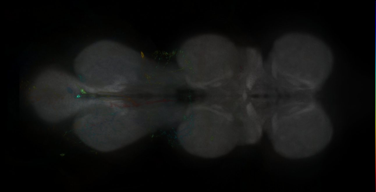 P{GMR36H10-GAL4} expression pattern