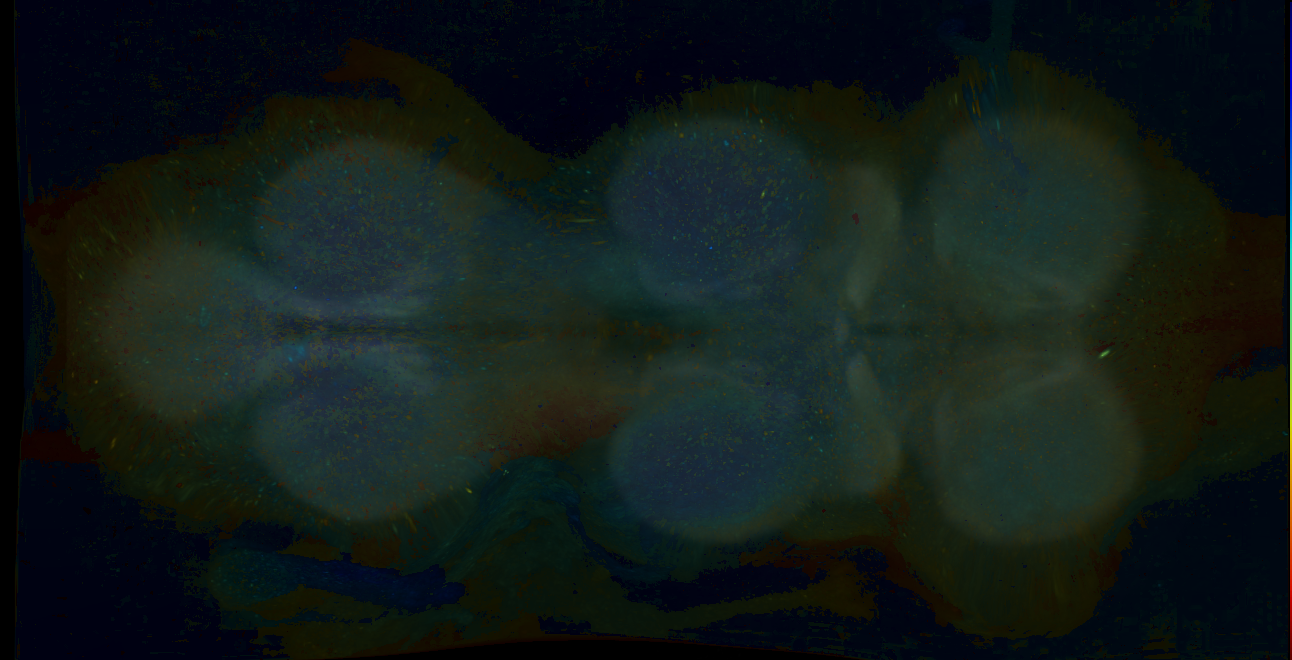 P{GMR37C08-GAL4} expression pattern