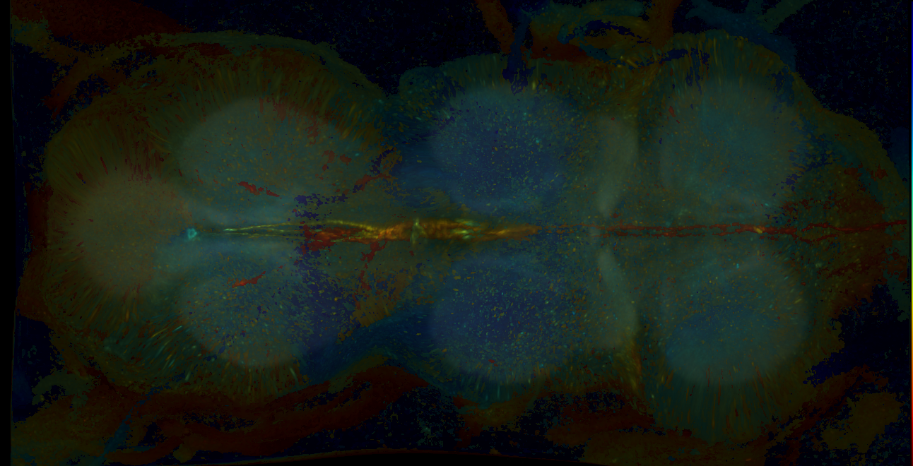 P{GMR37E09-GAL4} expression pattern