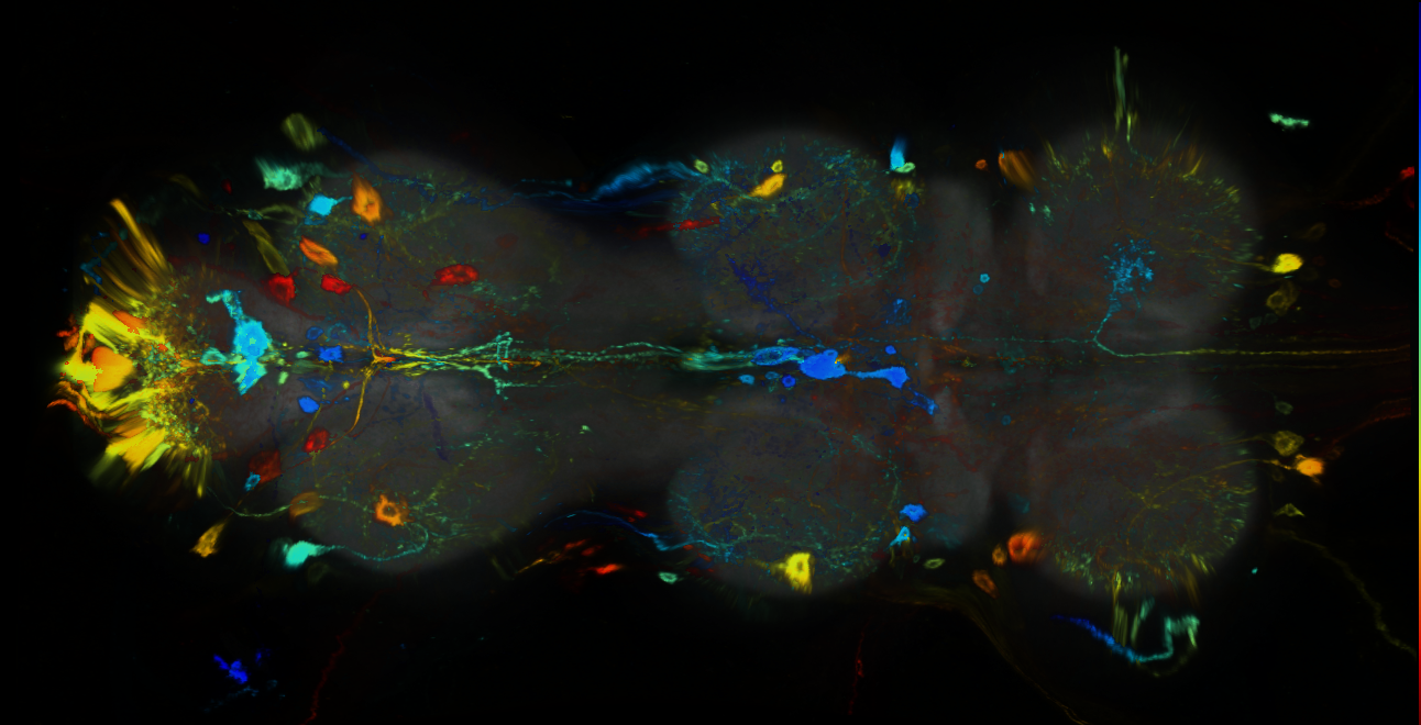 P{GMR37G01-GAL4} expression pattern