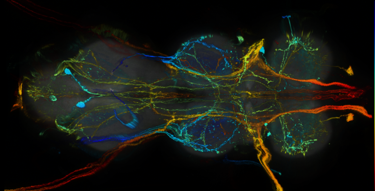 P{GMR37G06-GAL4} expression pattern