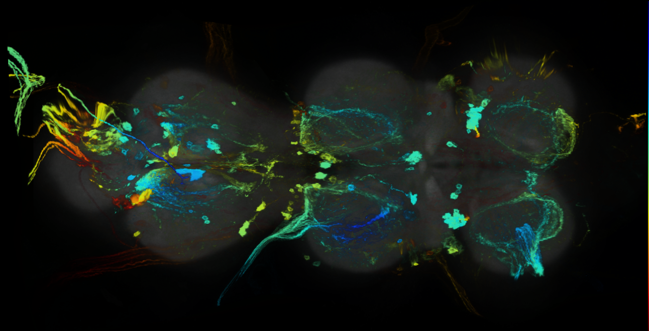 P{GMR37H11-GAL4} expression pattern
