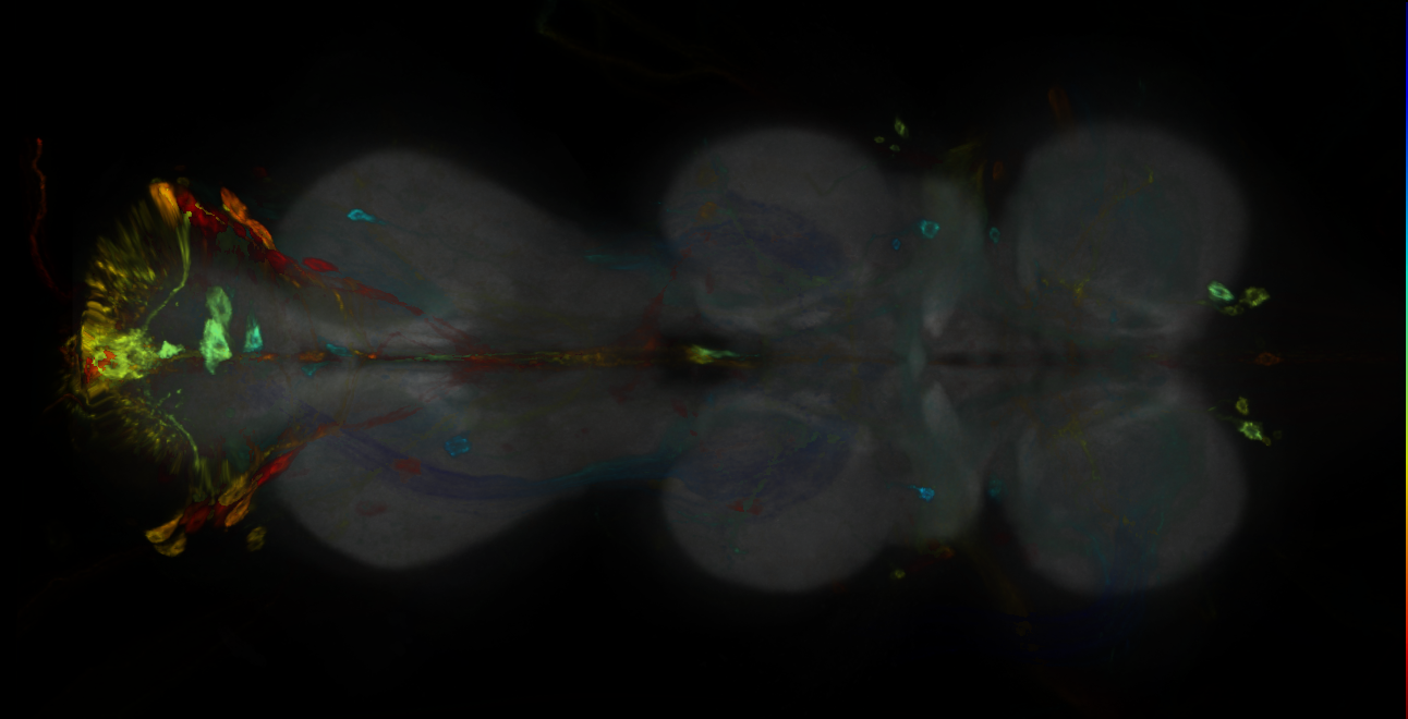 P{GMR38A02-GAL4} expression pattern