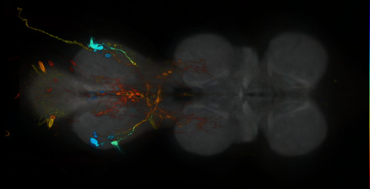 P{GMR38B05-GAL4} expression pattern