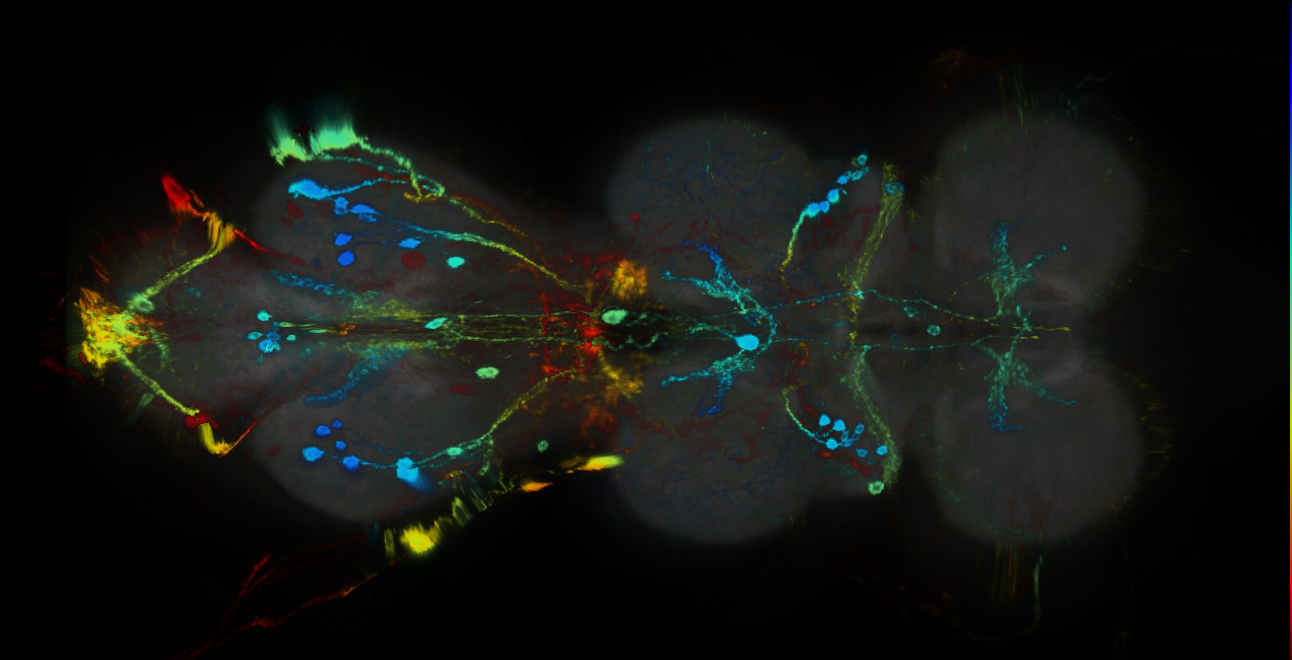 P{GMR38C05-GAL4} expression pattern