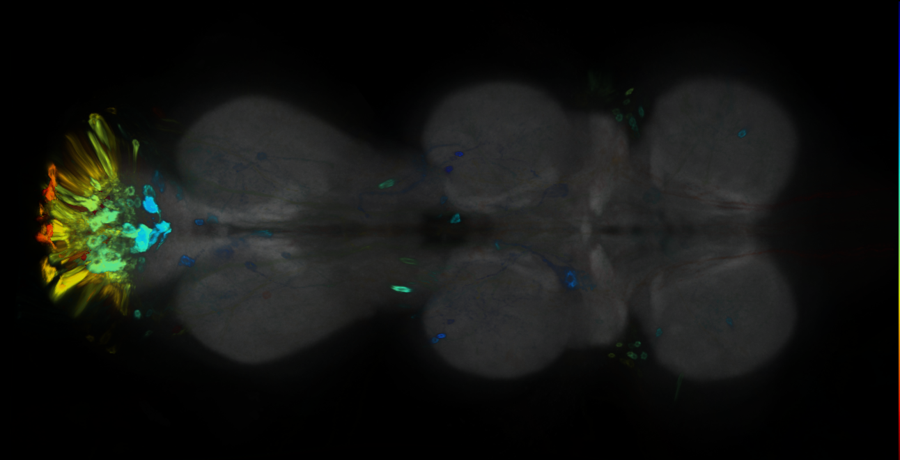 P{GMR38D06-GAL4} expression pattern
