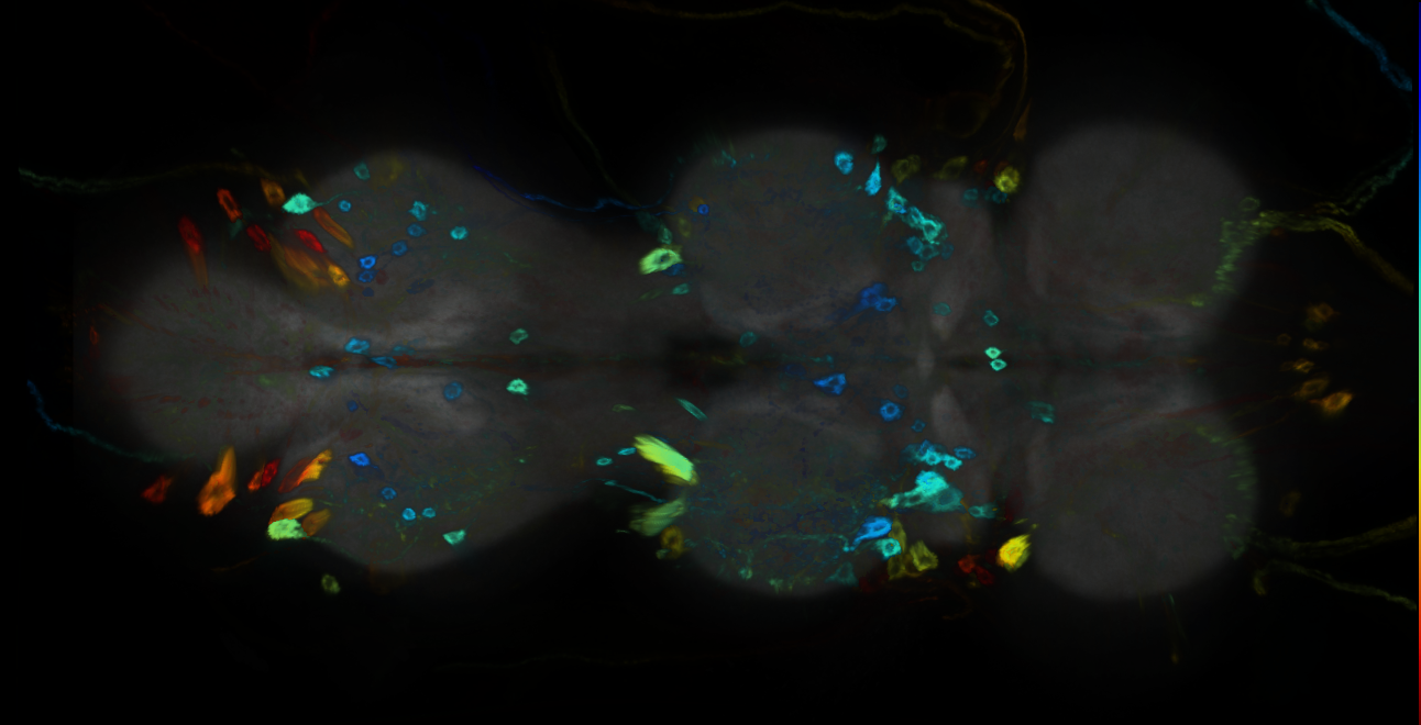 P{GMR39A02-GAL4} expression pattern