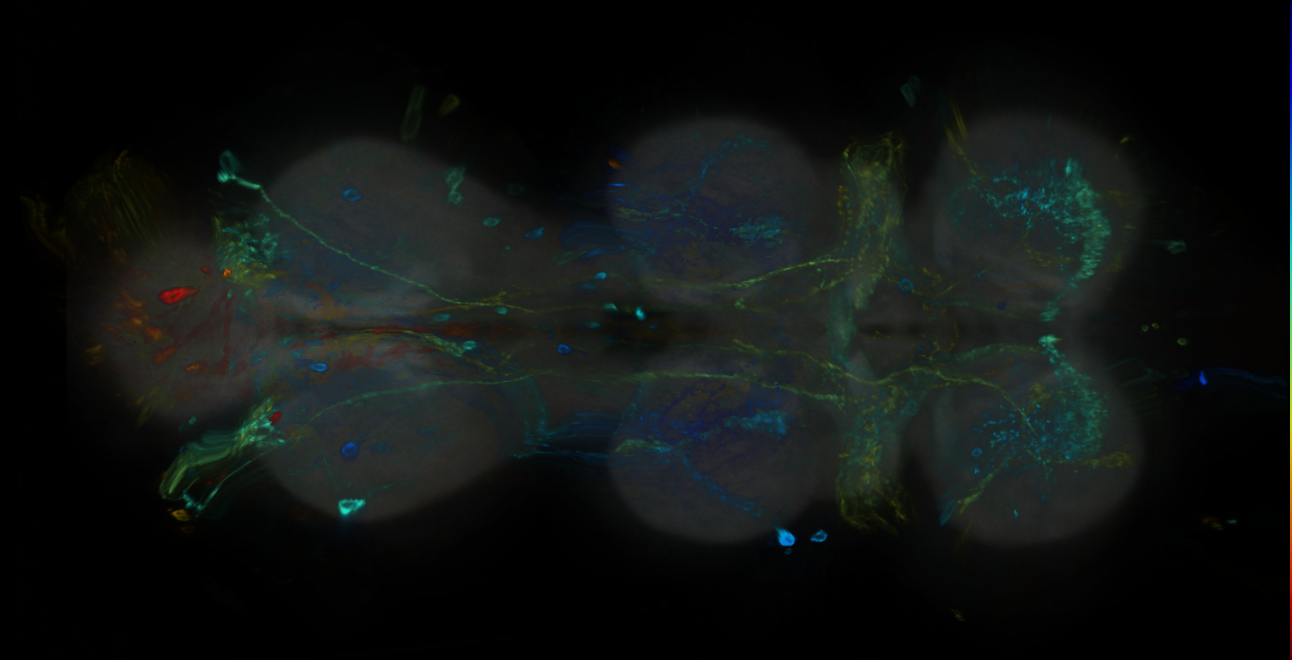P{GMR39C12-GAL4} expression pattern