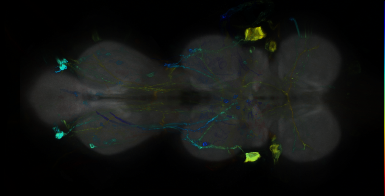 P{GMR39D04-GAL4} expression pattern