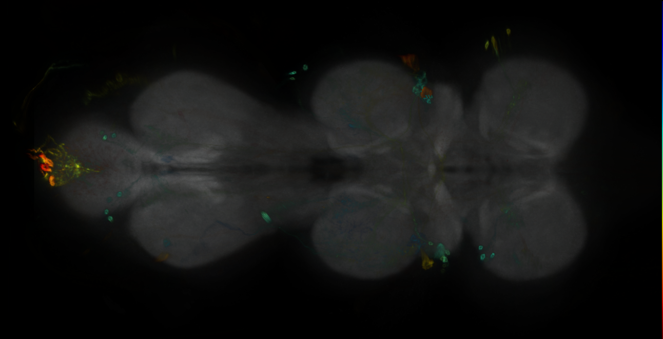 P{GMR40C02-GAL4} expression pattern