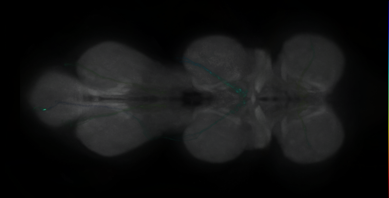P{GMR40D05-GAL4} expression pattern