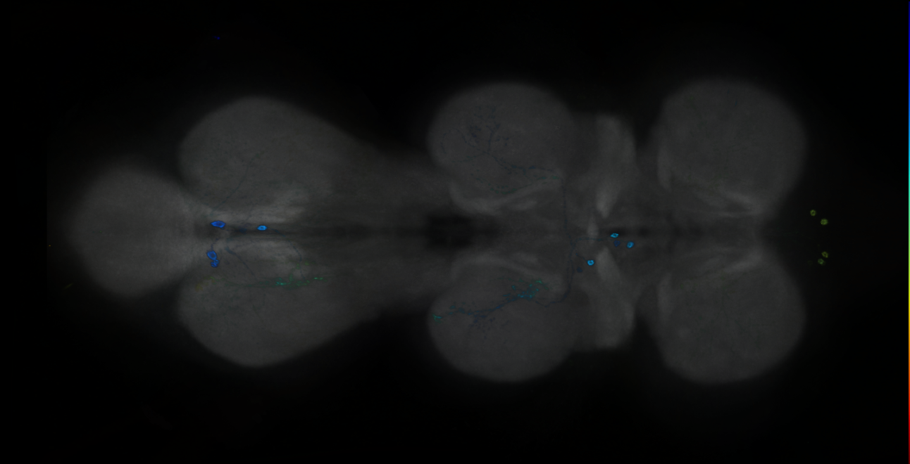 P{GMR41A01-GAL4} expression pattern