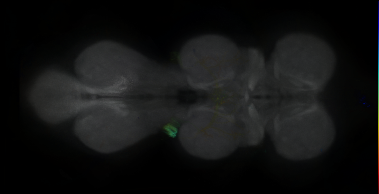 P{GMR41B02-GAL4} expression pattern