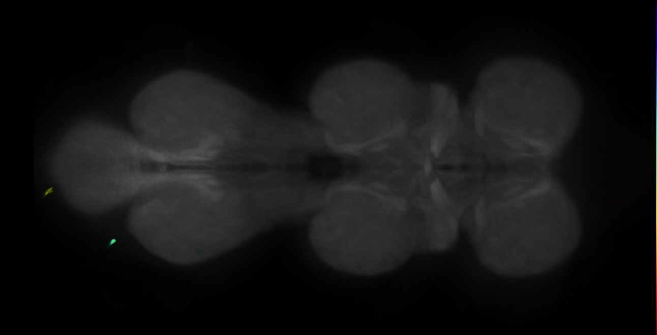P{GMR41C06-GAL4} expression pattern