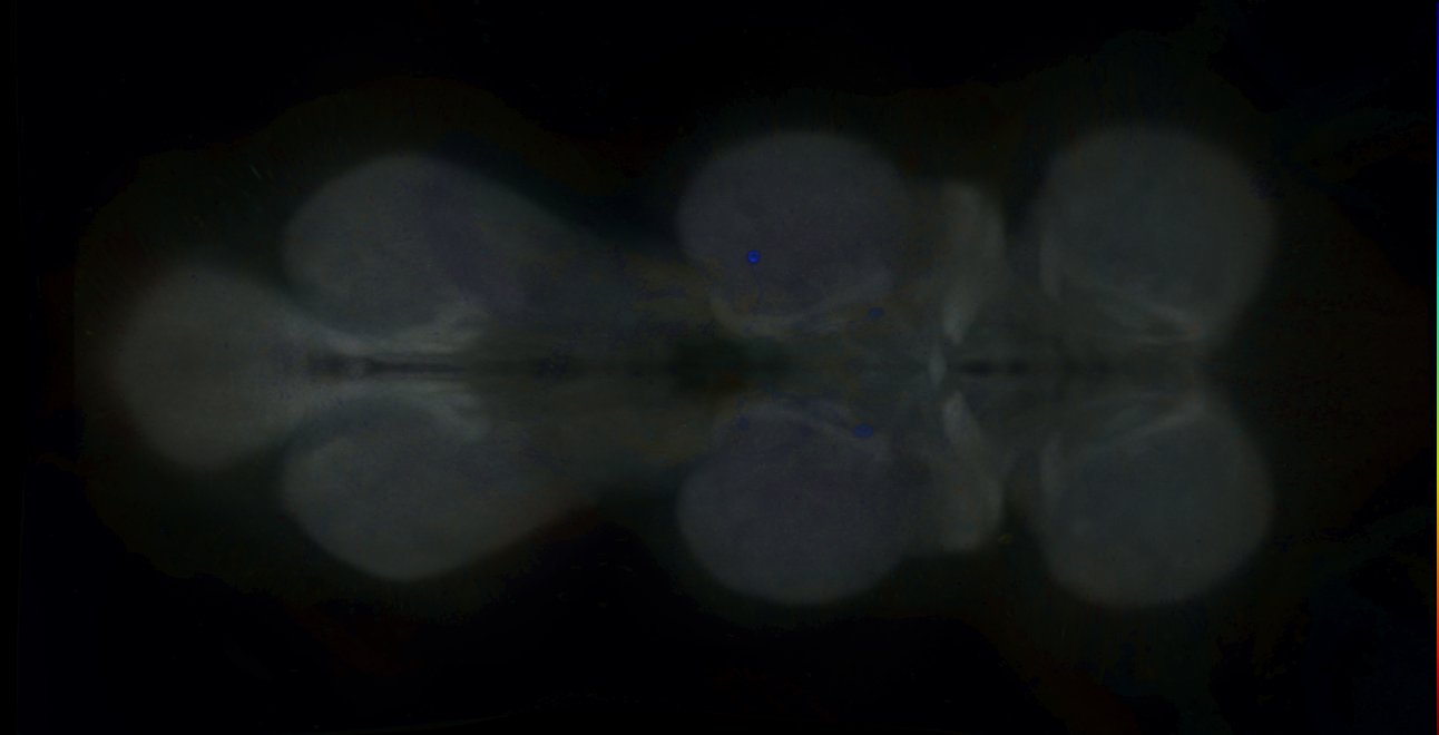 P{GMR41C10-GAL4} expression pattern