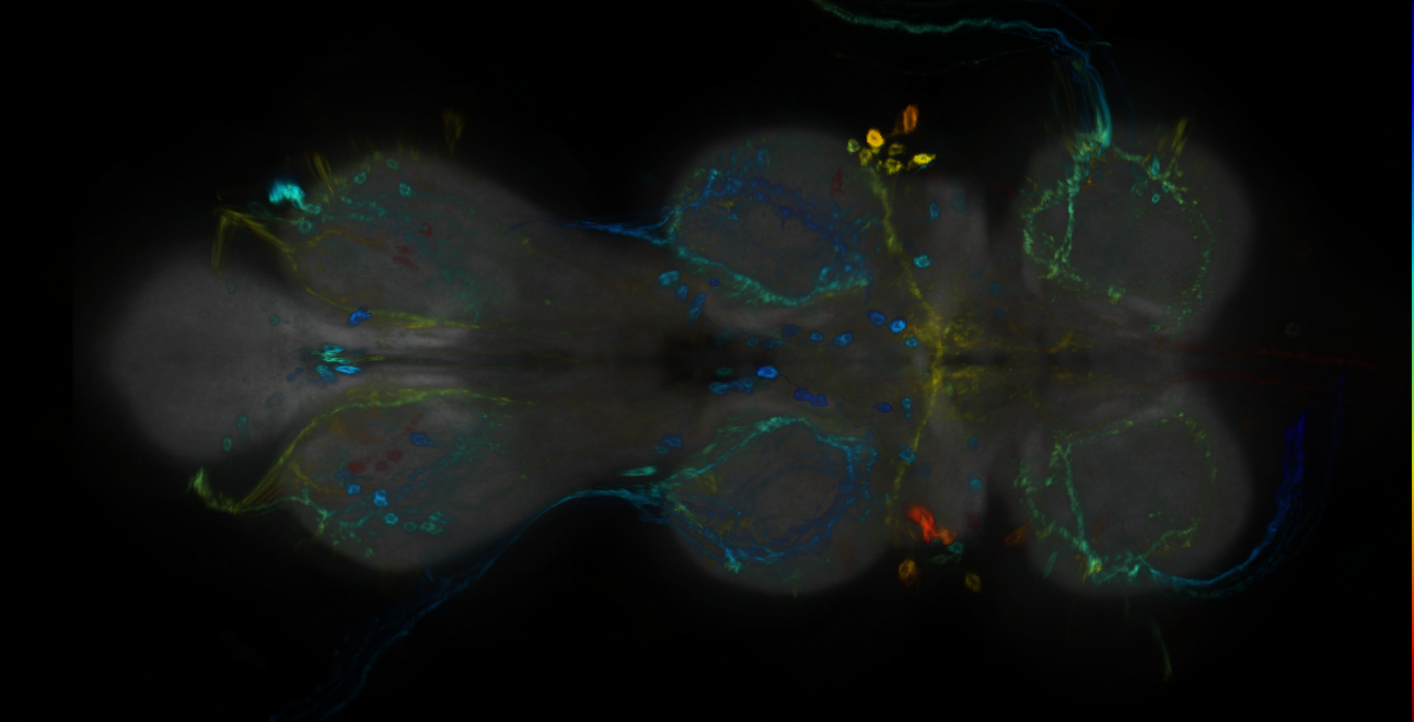 P{GMR41E01-GAL4} expression pattern