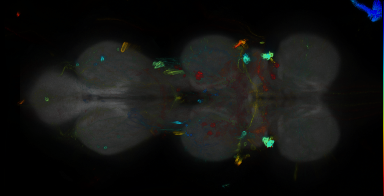 P{GMR41G04-GAL4} expression pattern