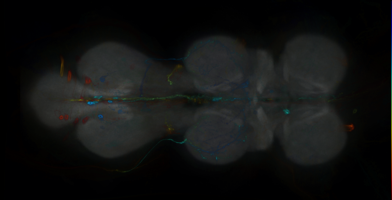 P{GMR41G06-GAL4} expression pattern