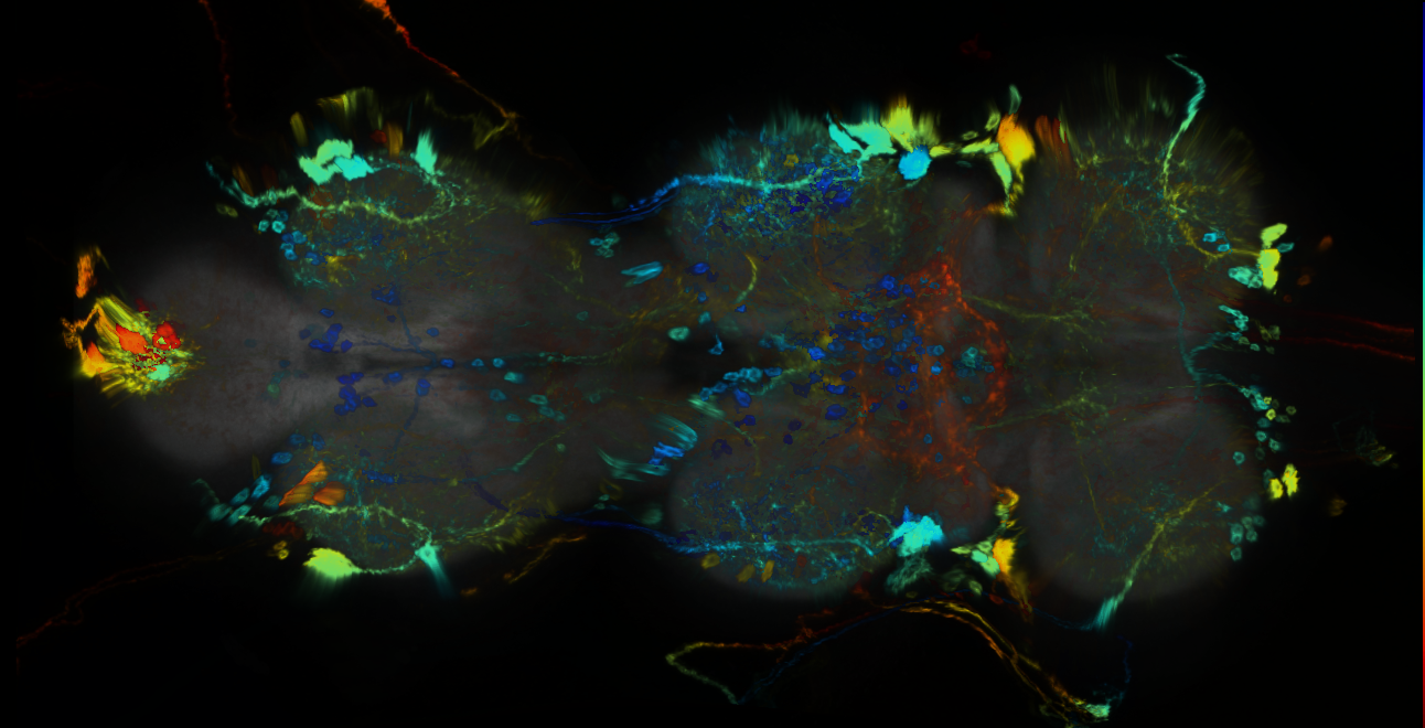 P{GMR42B08-GAL4} expression pattern
