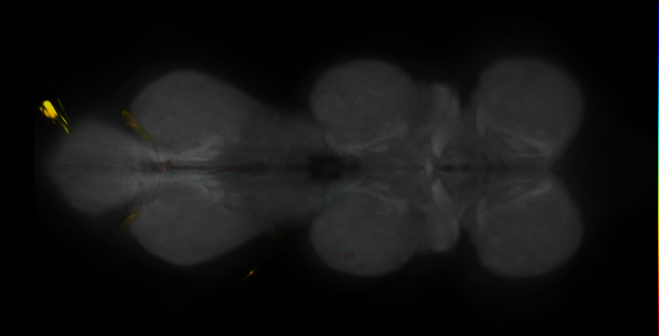 P{GMR42C01-GAL4} expression pattern
