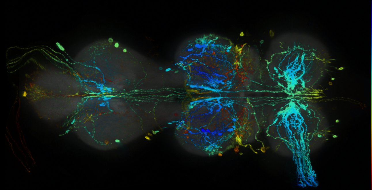 P{GMR42C06-GAL4} expression pattern