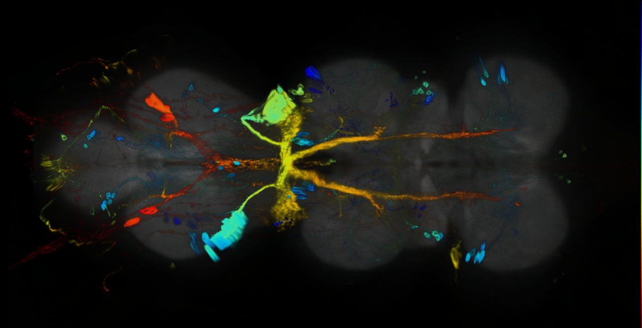 P{GMR42D01-GAL4} expression pattern