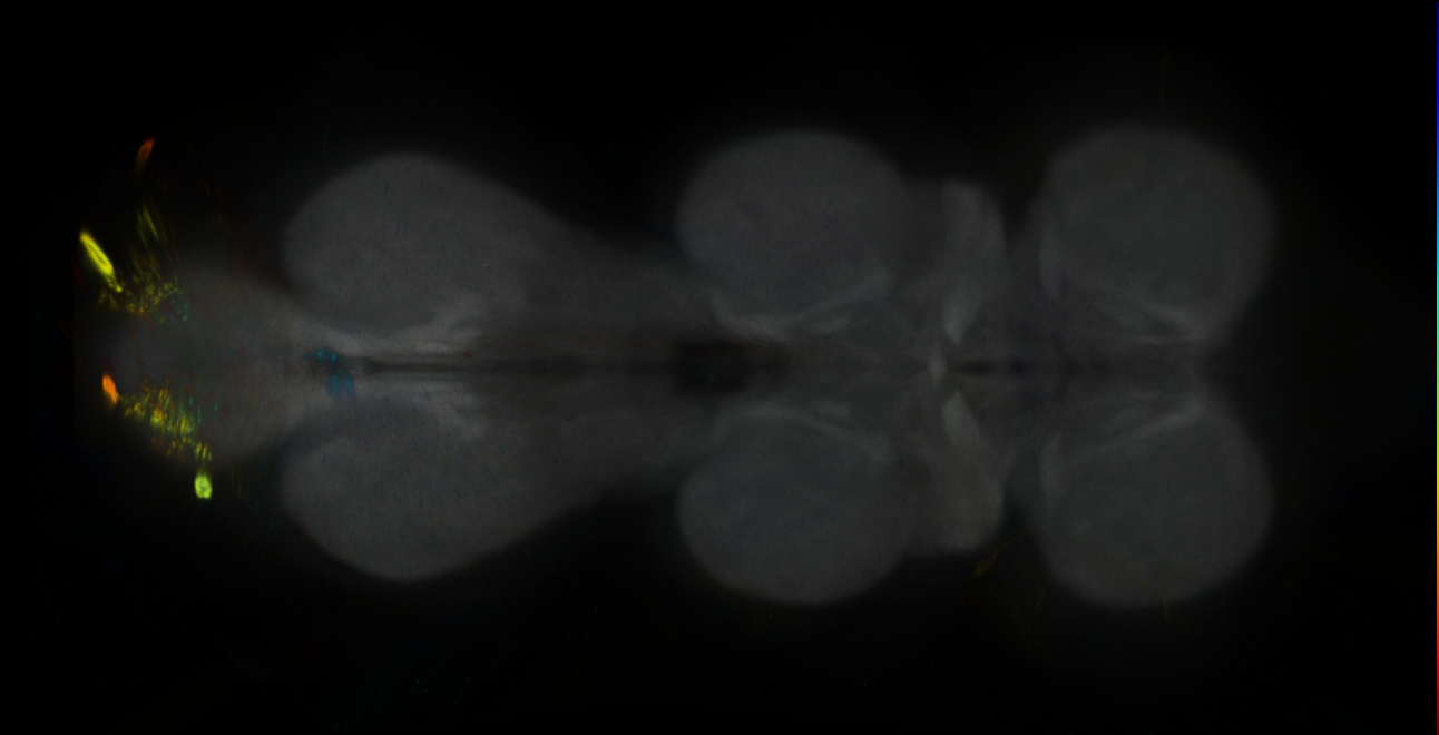 P{GMR42D04-GAL4} expression pattern