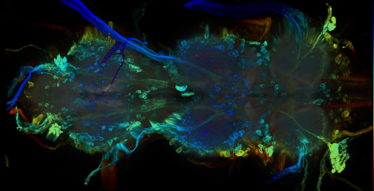 P{GMR42D05-GAL4} expression pattern