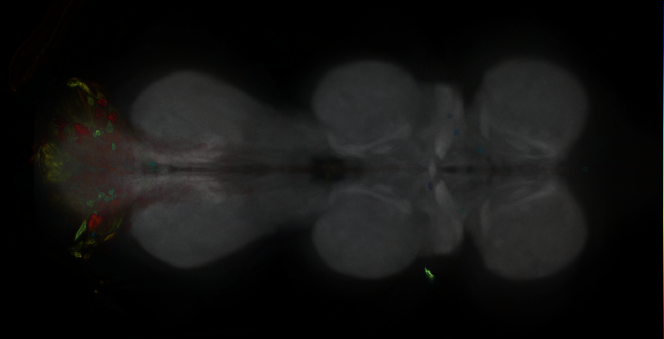 P{GMR42F07-GAL4} expression pattern