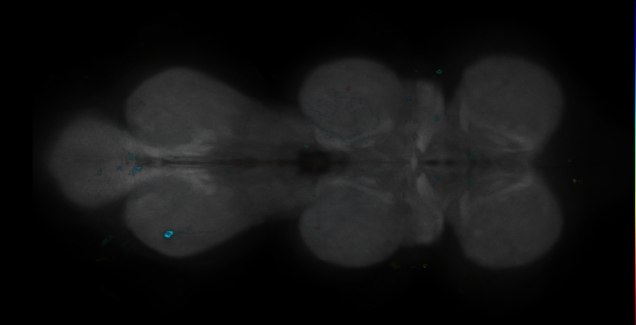 P{GMR43A08-GAL4} expression pattern
