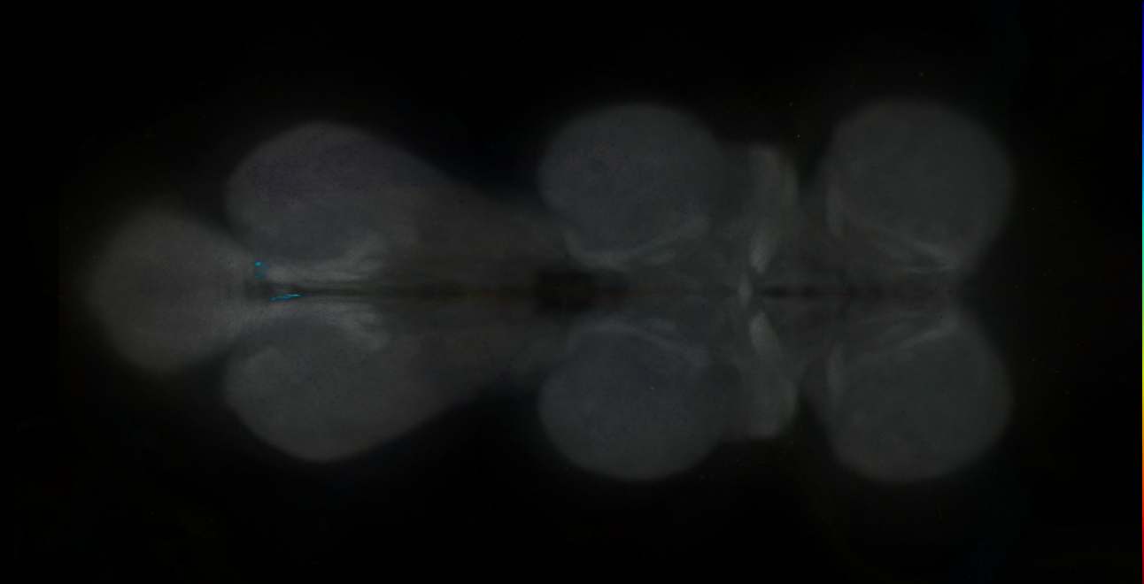 P{GMR43C07-GAL4} expression pattern