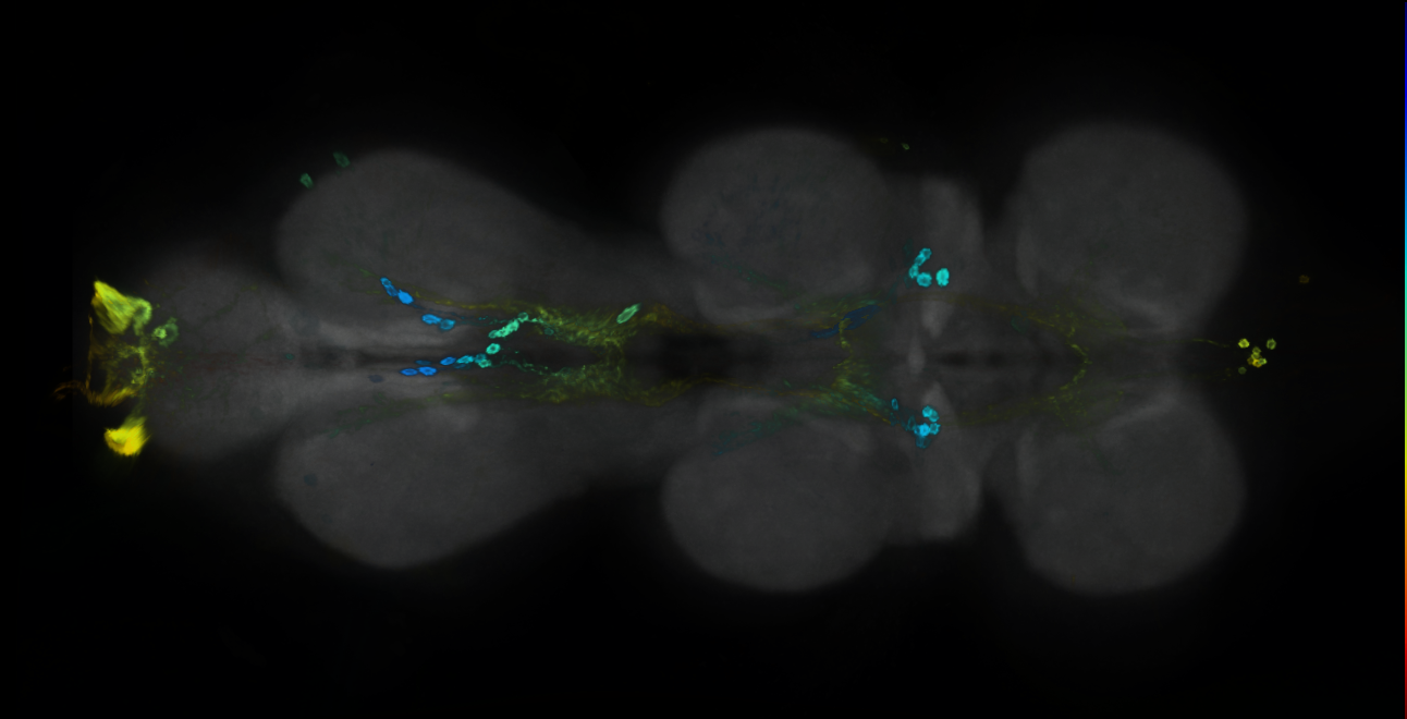 P{GMR43D01-GAL4} expression pattern