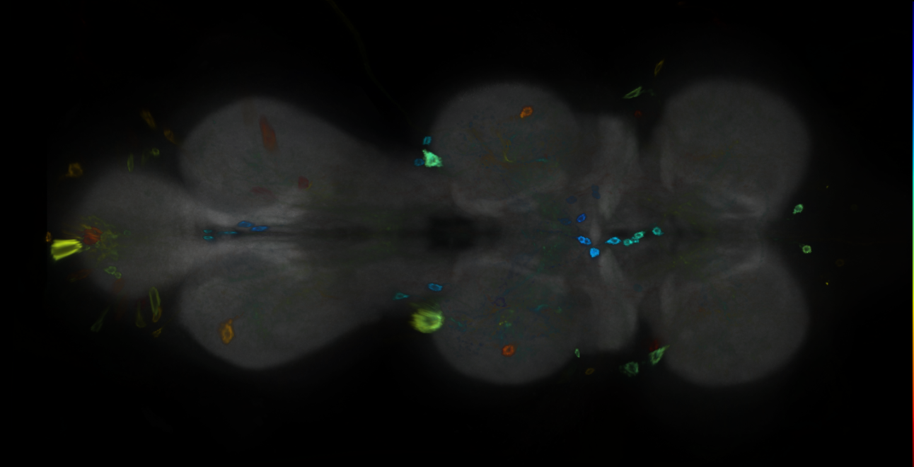P{GMR43E06-GAL4} expression pattern