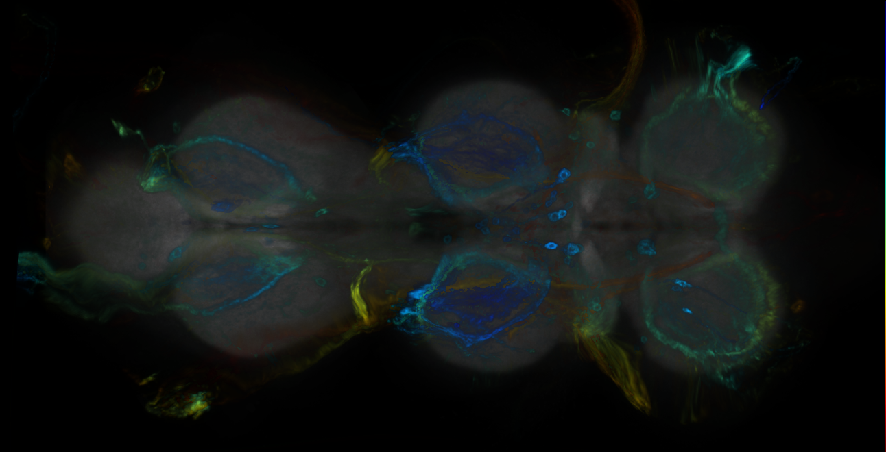 P{GMR43F01-GAL4} expression pattern