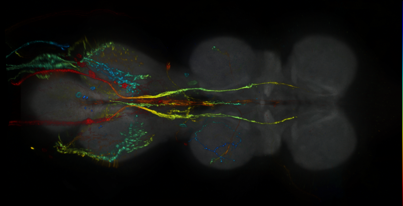 P{GMR43F07-GAL4} expression pattern
