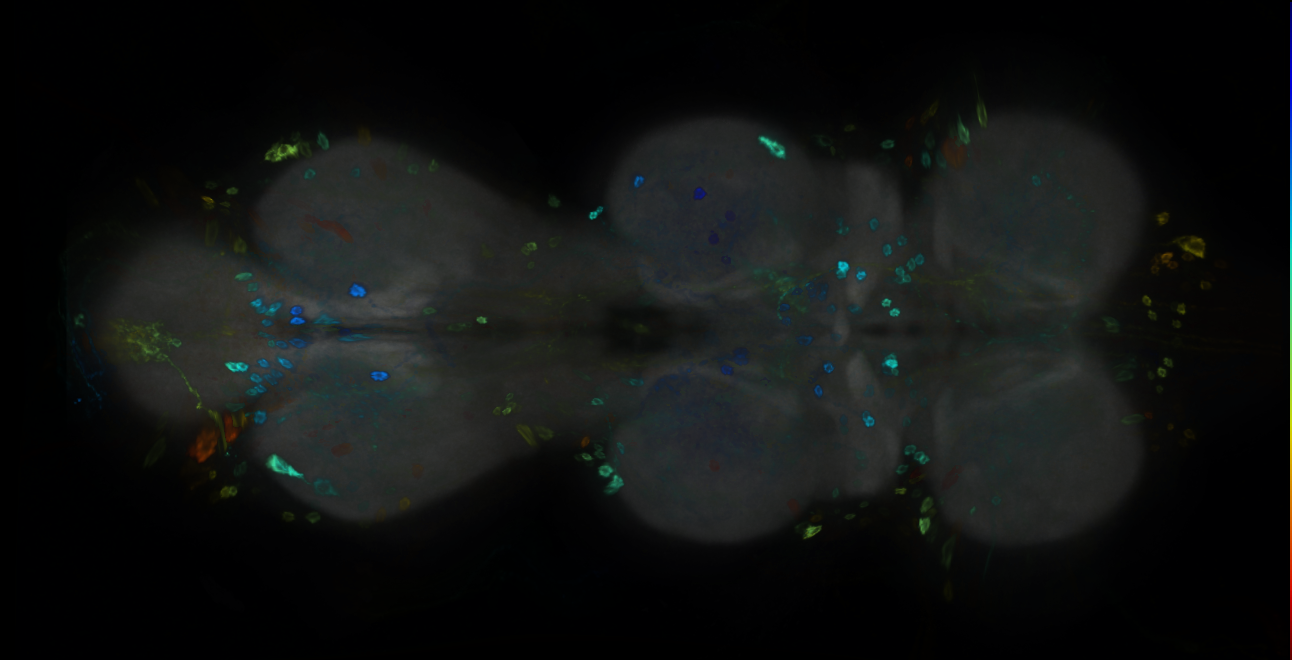 P{GMR43F12-GAL4} expression pattern