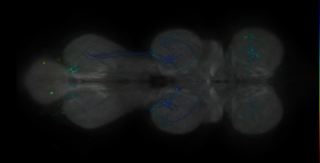 P{GMR44A03-GAL4} expression pattern