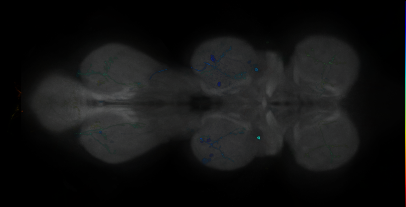P{GMR44C09-GAL4} expression pattern