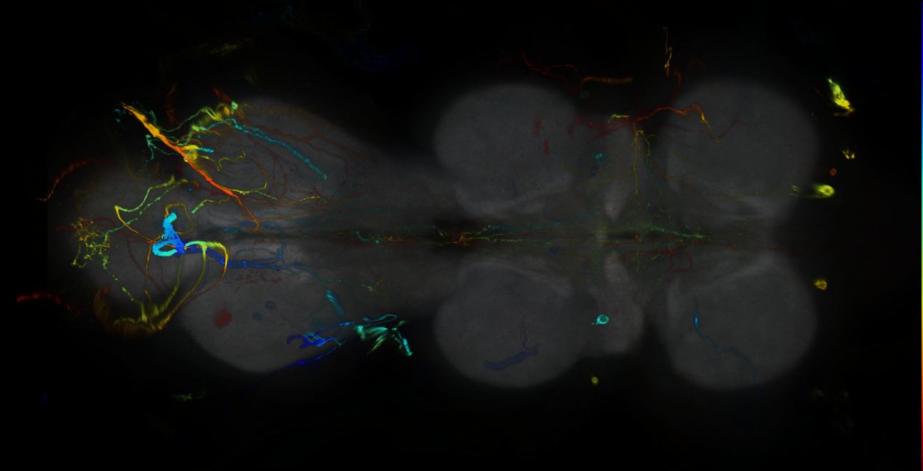 P{GMR44E04-GAL4} expression pattern