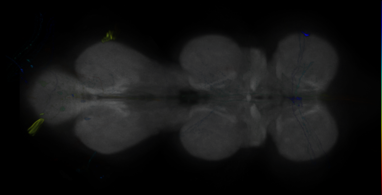 P{GMR44G08-GAL4} expression pattern