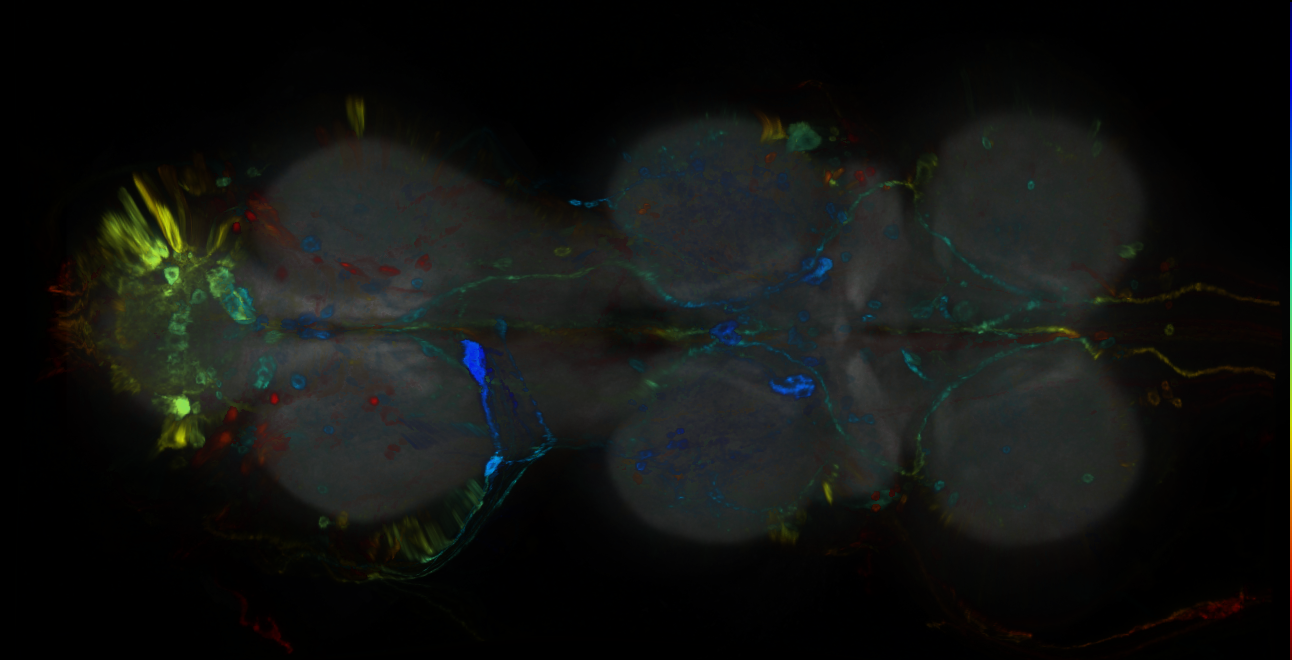 P{GMR46C03-GAL4} expression pattern