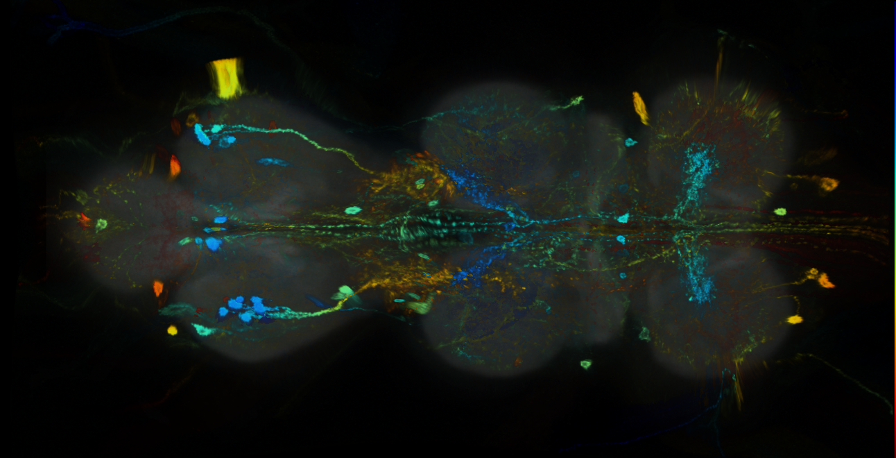 P{GMR46C05-GAL4} expression pattern